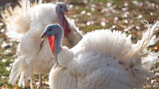 The Fade Five Podcast - Turkey Day Plays (NFL)